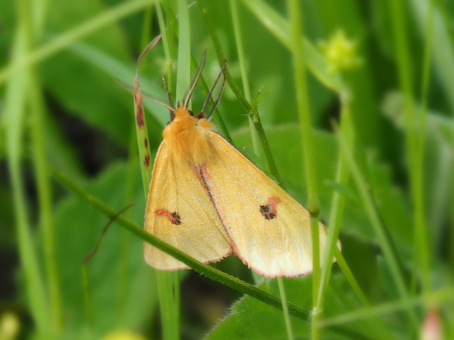 Rotrandbär (Diacrisia sannio)