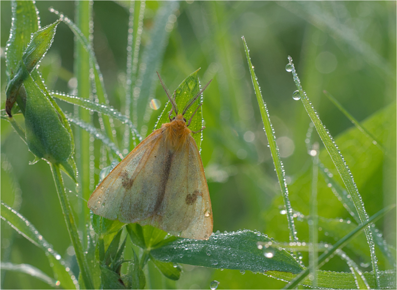 Rotrandbär (Diacrisia sannio)