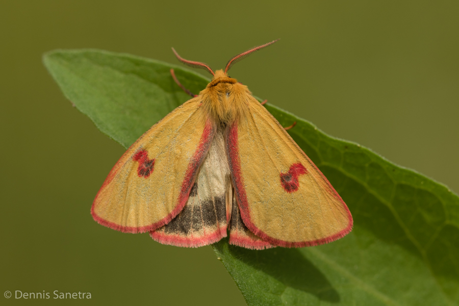 Rotrandbär (Diacrisia sannio)