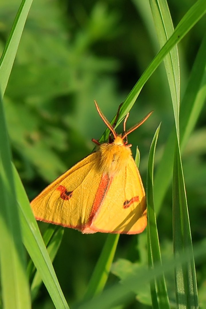 Rotrandbär (Diacrisia sannio)