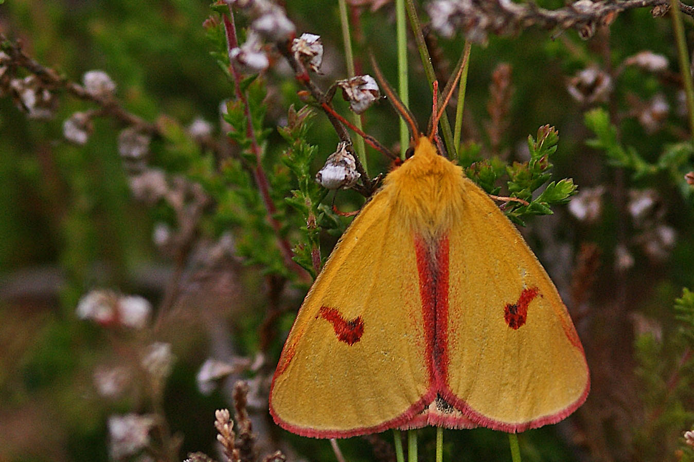 Rotrandbär (Diacrisia sannio), Männchen.