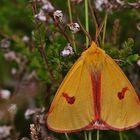 Rotrandbär (Diacrisia sannio), Männchen.