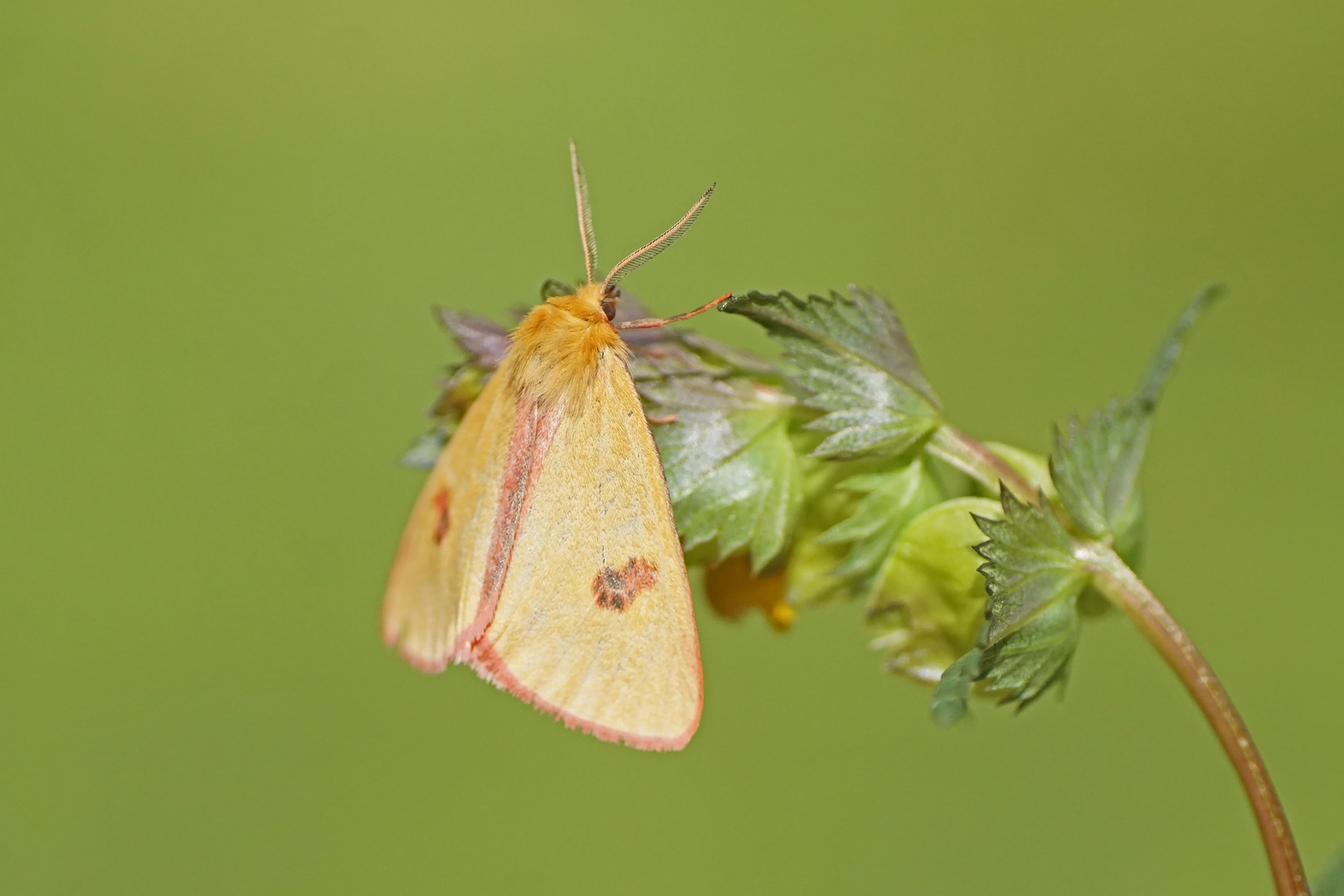 Rotrandbär (Diacrisia sannio), Männchen