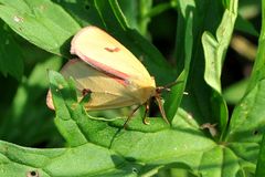 Rotrandbär (Diacrisia sannio) Männchen