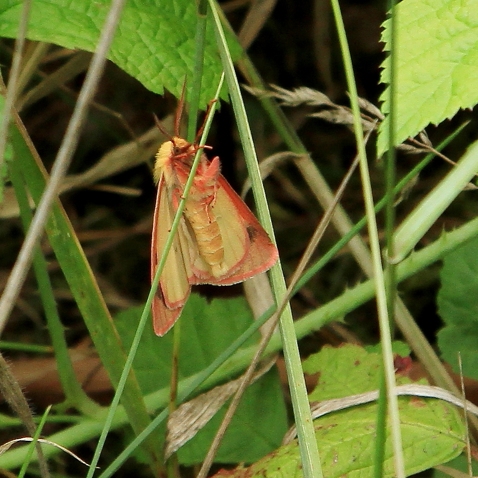 Rotrandbär (Diacrisia sannio), Männchen