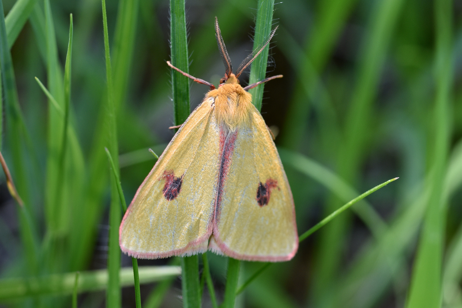 Rotrandbär (Diacrisia sannio), Männchen