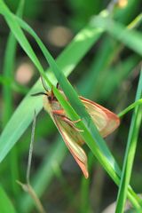 Rotrandbär (Diacrisia sannio) Männchen Unterseite