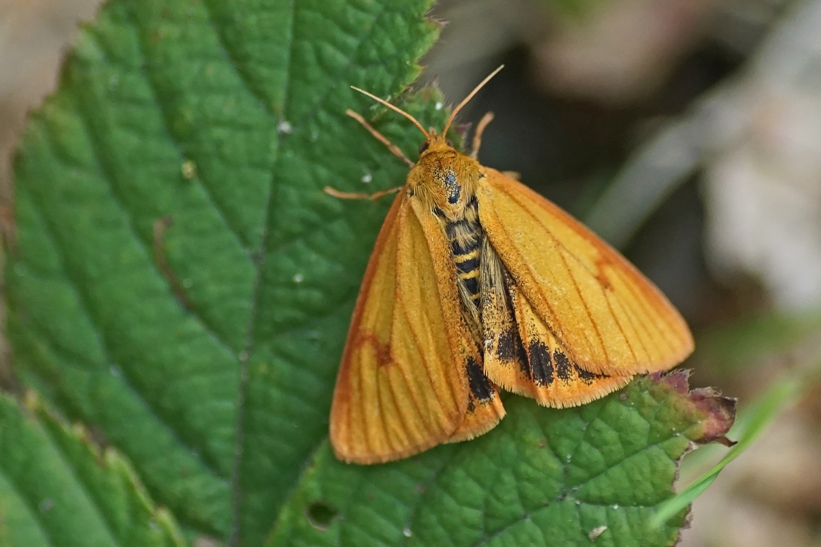 Rotrandbär (Diacrisia sannio), Weibchen