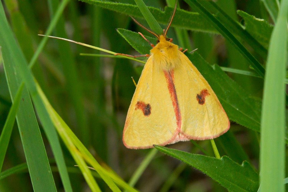 Rotrandbär (M) - Diacrisia sannio