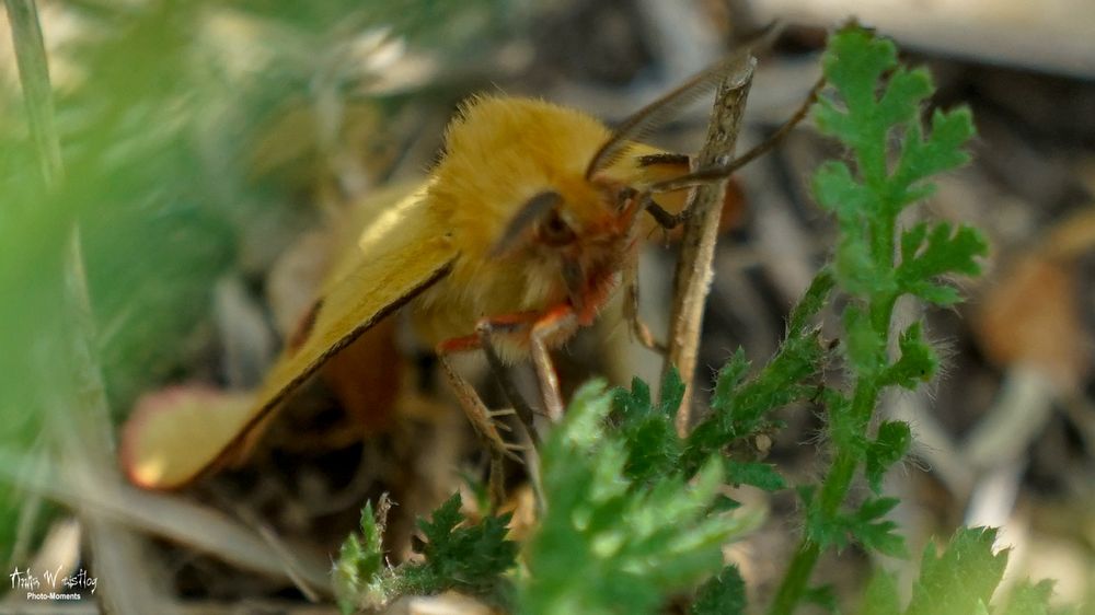 Rotrandbär (Männchen) - Diacrisia sannio 