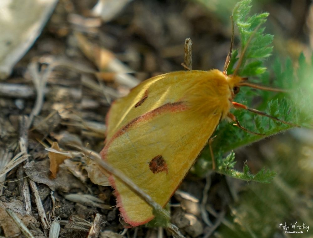 Rotrandbär (Männchen) - Diacrisia sannio (danke @Peter Butterfly)