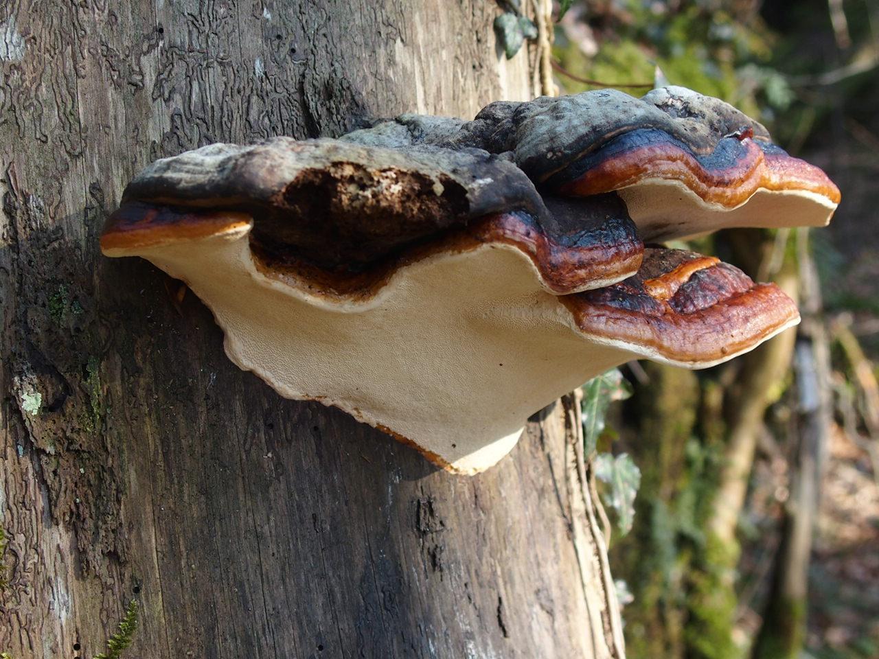 Rotrandiger Baumschwamm 'Fomitopsis pinicola'