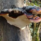 Rotrandiger Baumschwamm 'Fomitopsis pinicola'