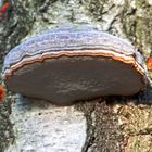 Rotrandiger Baumschwamm (Fomitopsis pinicola)