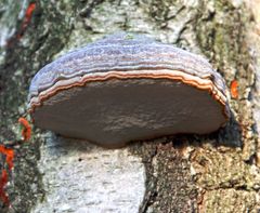 Rotrandiger Baumschwamm (Fomitopsis pinicola)