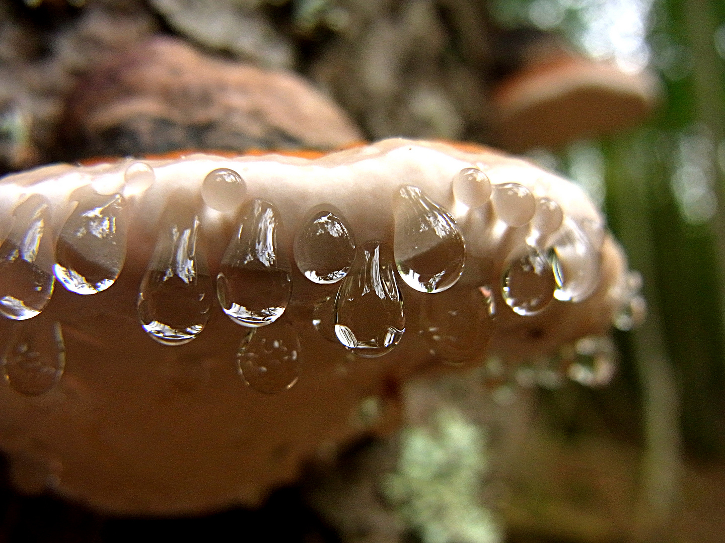 Rotrandiger Baumschwamm (Fomitopsis pinicola)