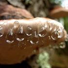 Rotrandiger Baumschwamm (Fomitopsis pinicola)