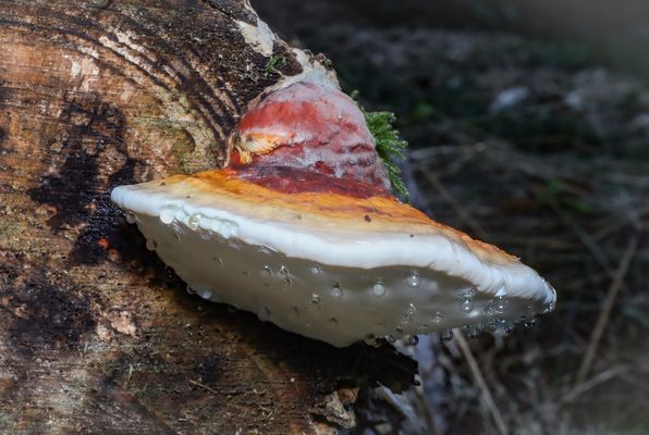 Rotrandiger Baumschwamm mit Guttationstropfen