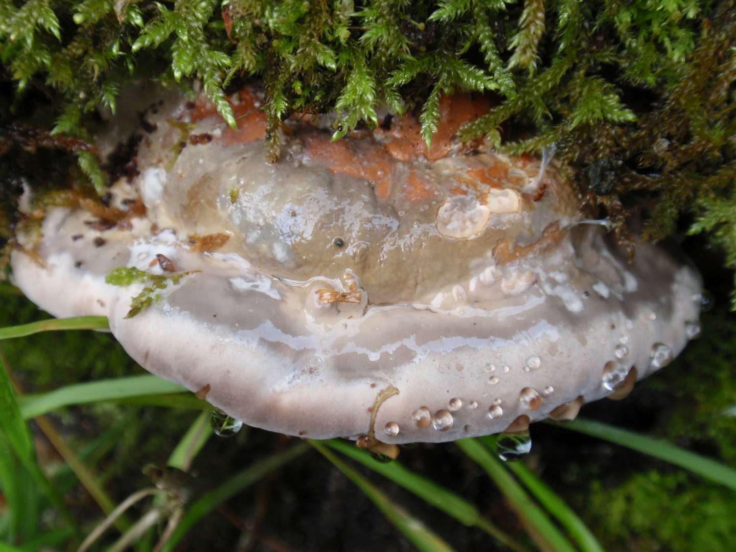 Rotrandiger Fichtenporling (Fomitopsis pinicola)