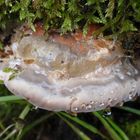 Rotrandiger Fichtenporling (Fomitopsis pinicola)