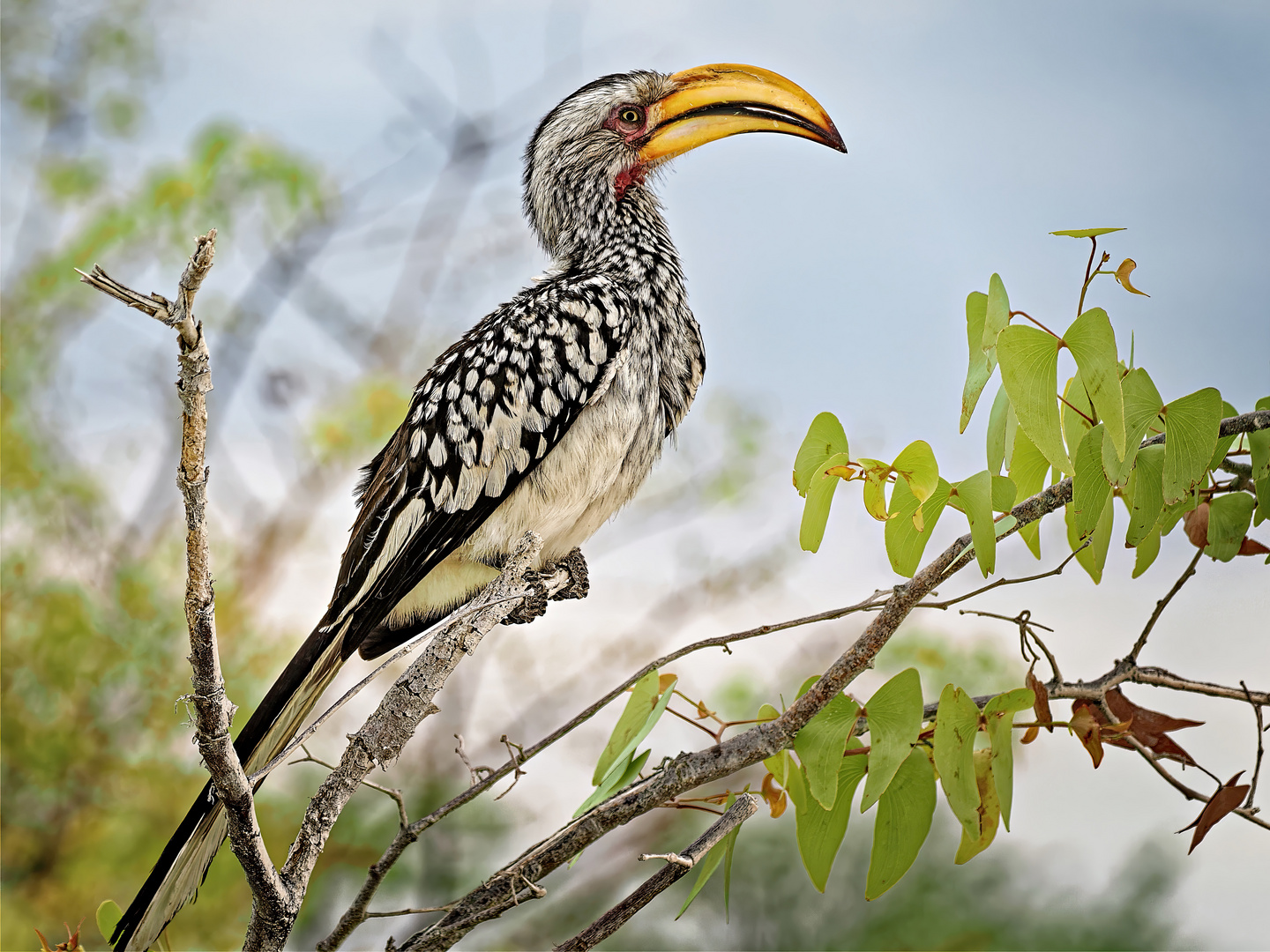 Rotringtoko (Tockus leucomelas)