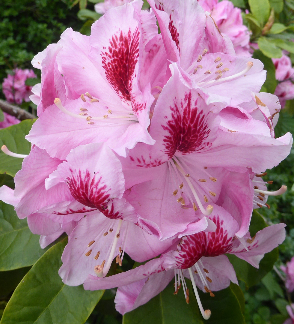 rotrosa Rhododendronblüte