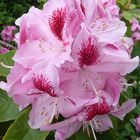 rotrosa Rhododendronblüte