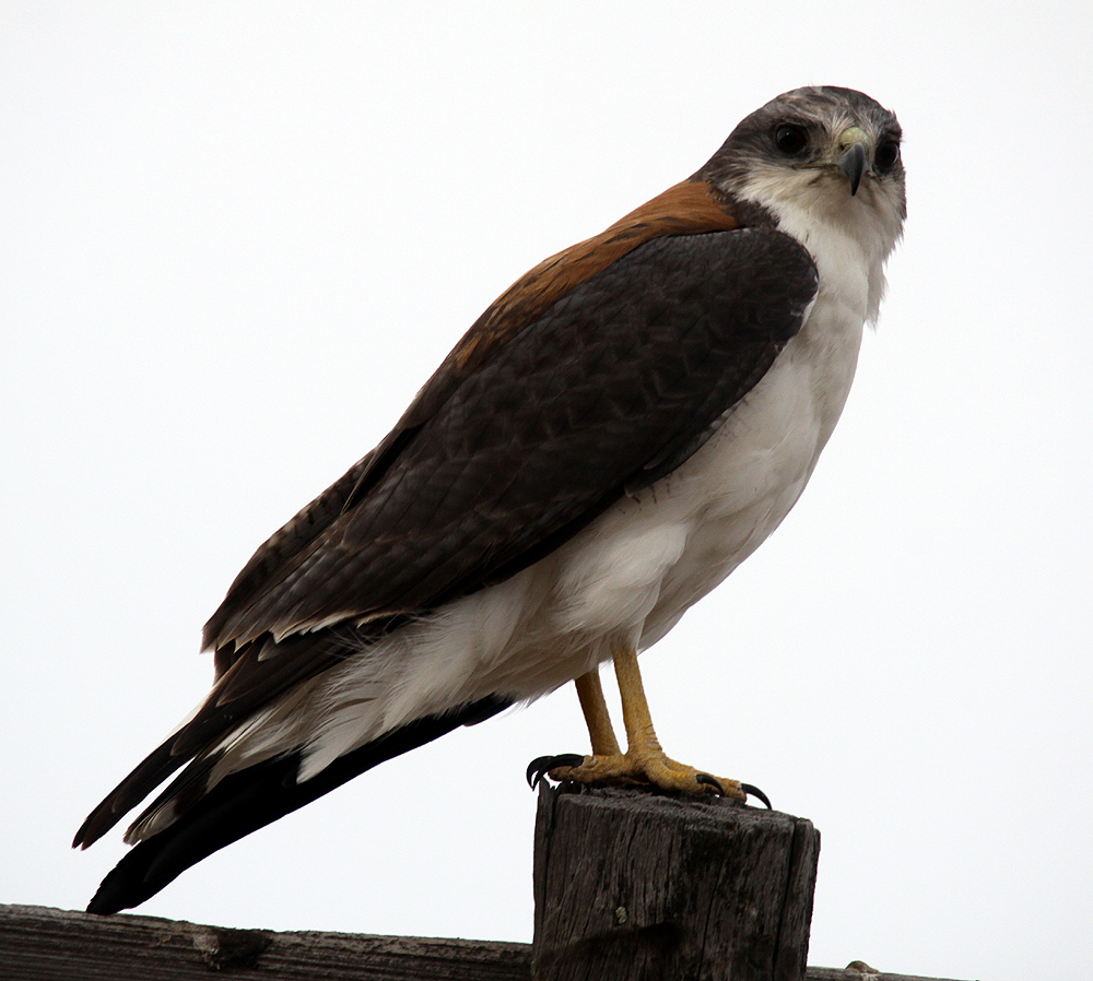 Rotrücken-Bussard