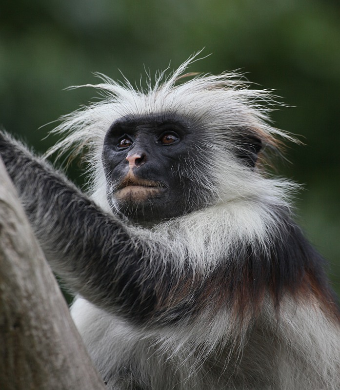 Rotrücken- Colobus