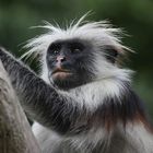 Rotrücken- Colobus