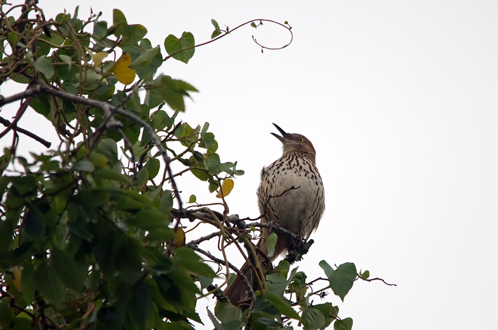 Rotrücken-Spottdrossel - Brown Thrasher (Toxostoma rufum)..