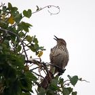 Rotrücken-Spottdrossel - Brown Thrasher (Toxostoma rufum)..