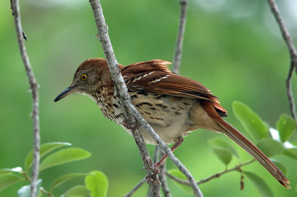 Rotrücken-Spottdrossel - Brown Thrasher (Toxostoma rufum)