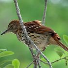 Rotrücken-Spottdrossel - Brown Thrasher (Toxostoma rufum)