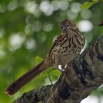 Rotrücken-Spottdrossel - Brown Thrasher (Toxostoma rufum)...