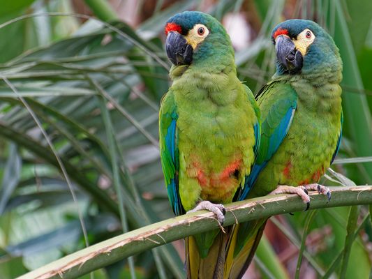 Rotrückenara (Primolius maracana), auch Marakana oder Maracana genannt