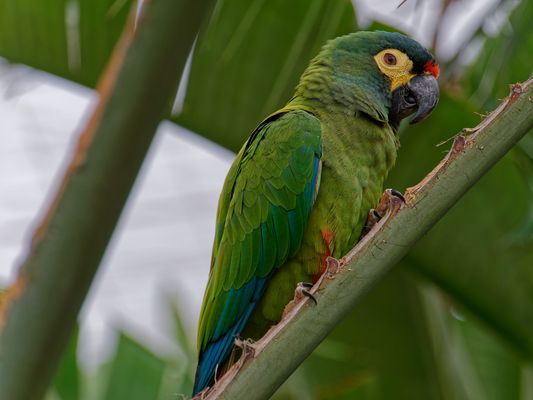 Rotrückenara (Primolius maracana), auch Marakana oder Maracana genannt
