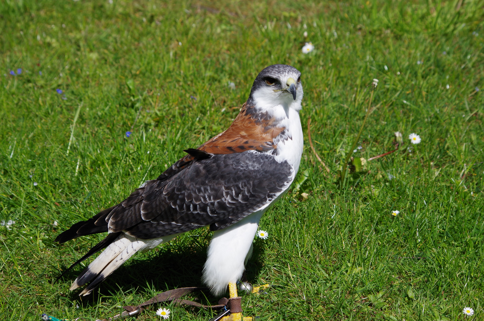 Rotrückenbussard