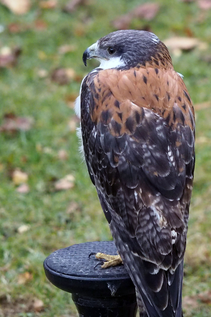 Rotrückenbussard