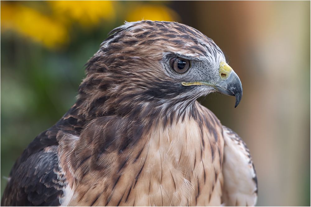 Rotrückenbussard