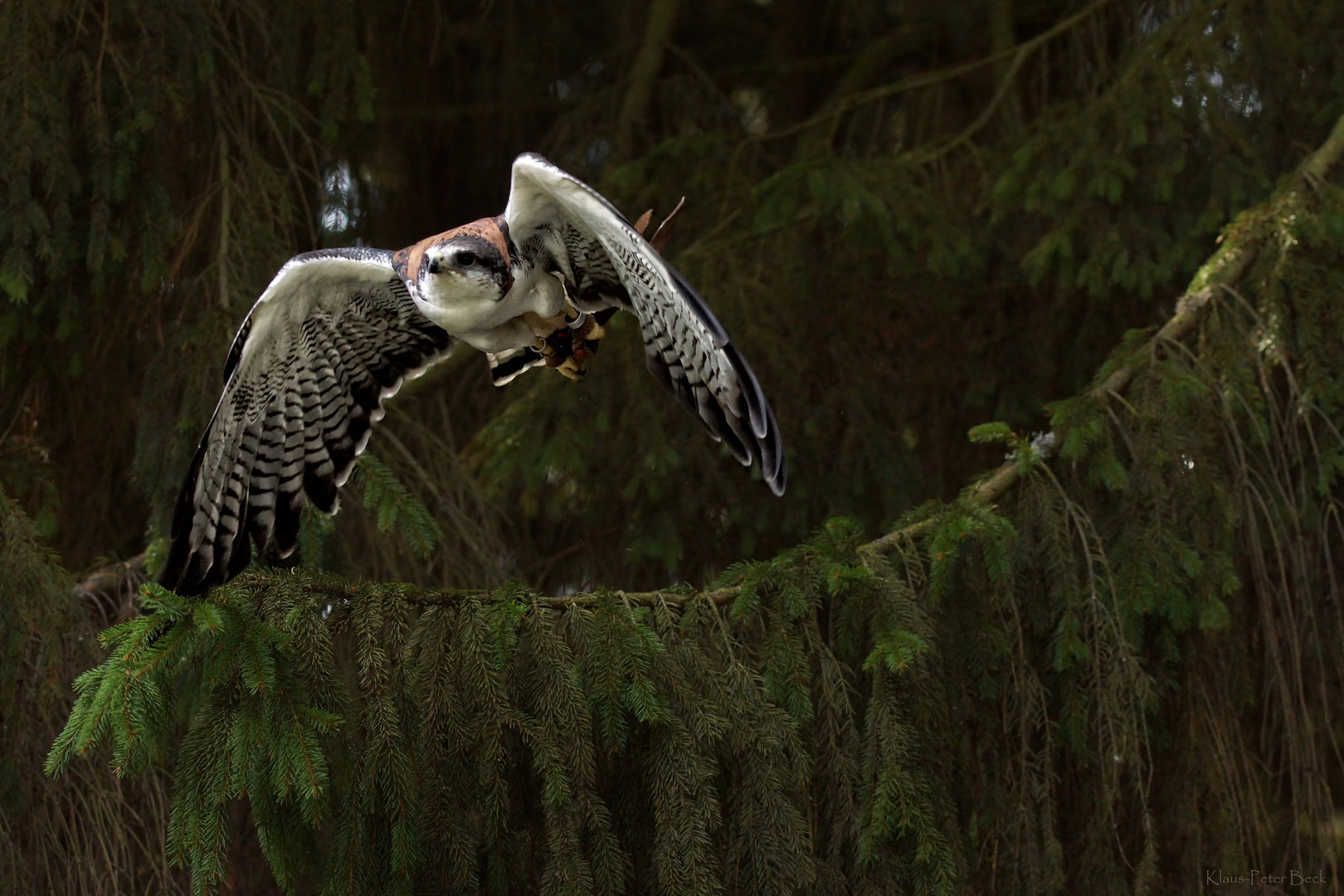 Rotrückenbussard beim Abflug