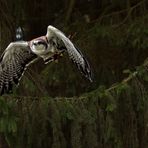 Rotrückenbussard beim Abflug