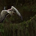 Rotrückenbussard beim Abflug