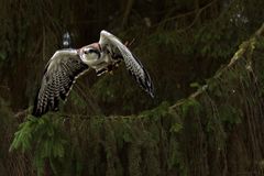 Rotrückenbussard beim Abflug