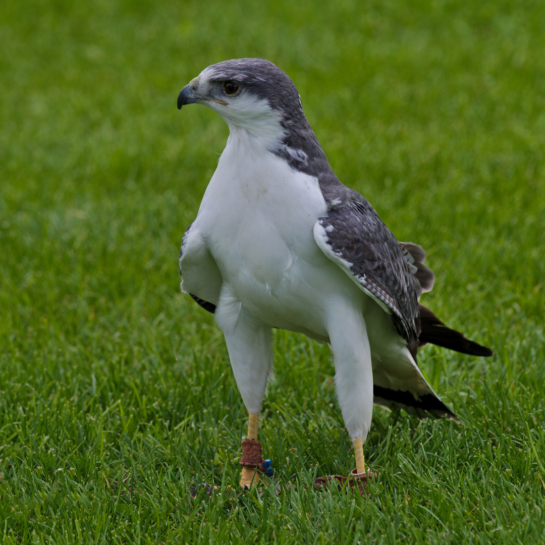 Rotrückenbussard (Buteo polyosoma) 1