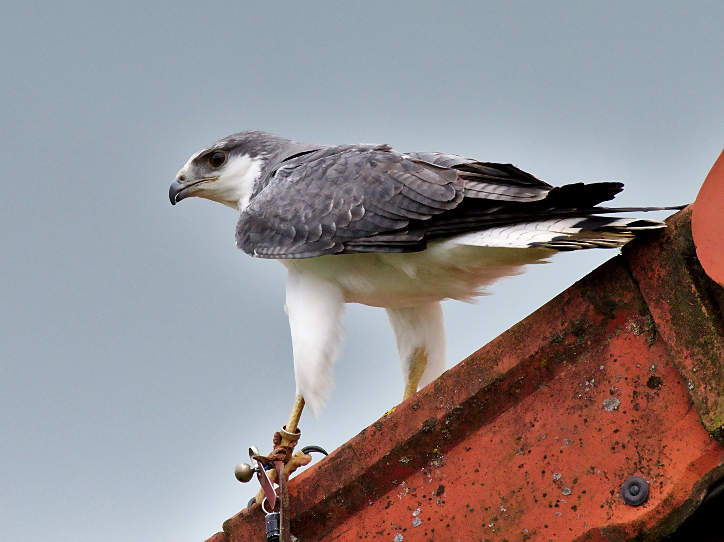 Rotrückenbussard (Buteo polyosoma) 3