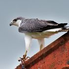 Rotrückenbussard (Buteo polyosoma) 3