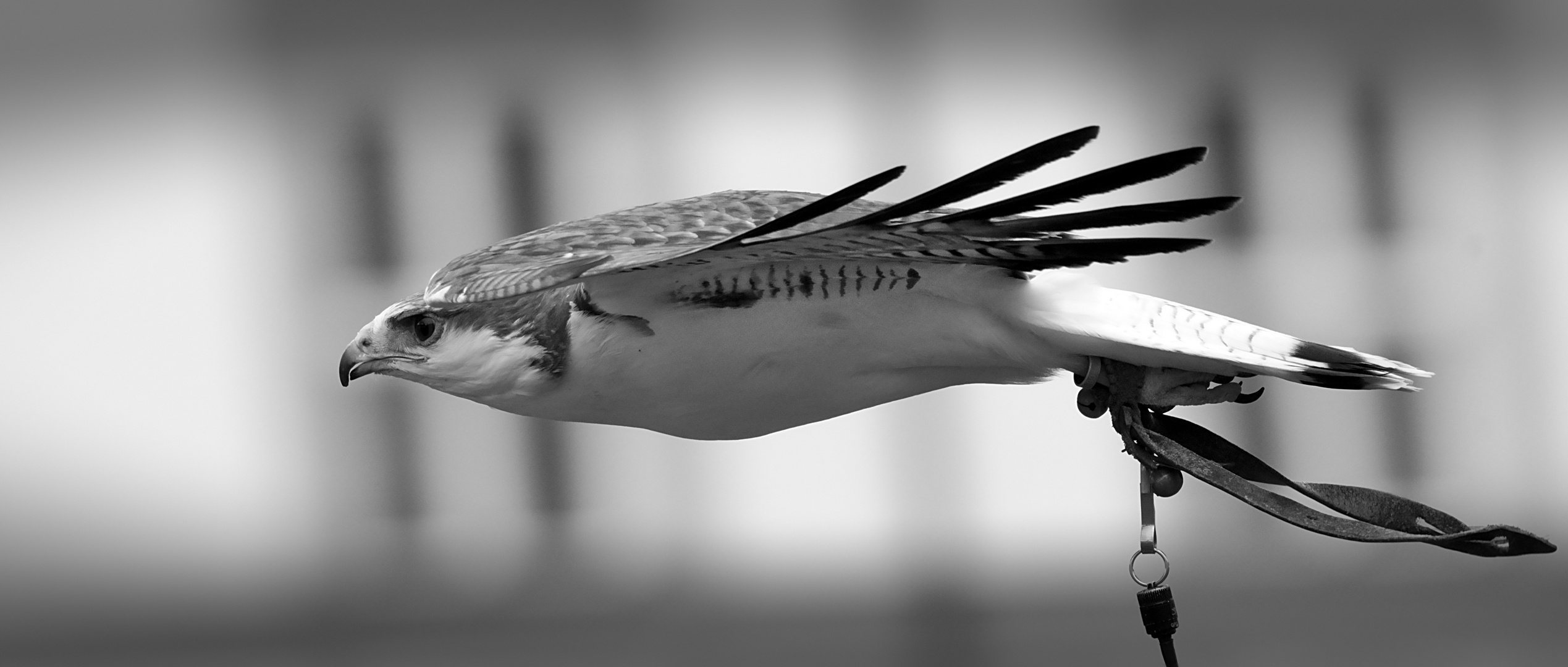 Rotrückenbussard (Buteo polyosoma) 4