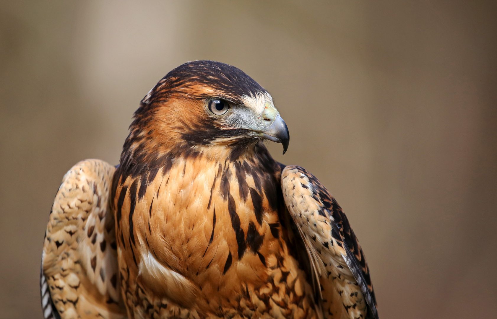 Rotrückenbussard im Jugendgefieder