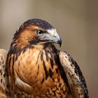 Rotrückenbussard im Jugendgefieder